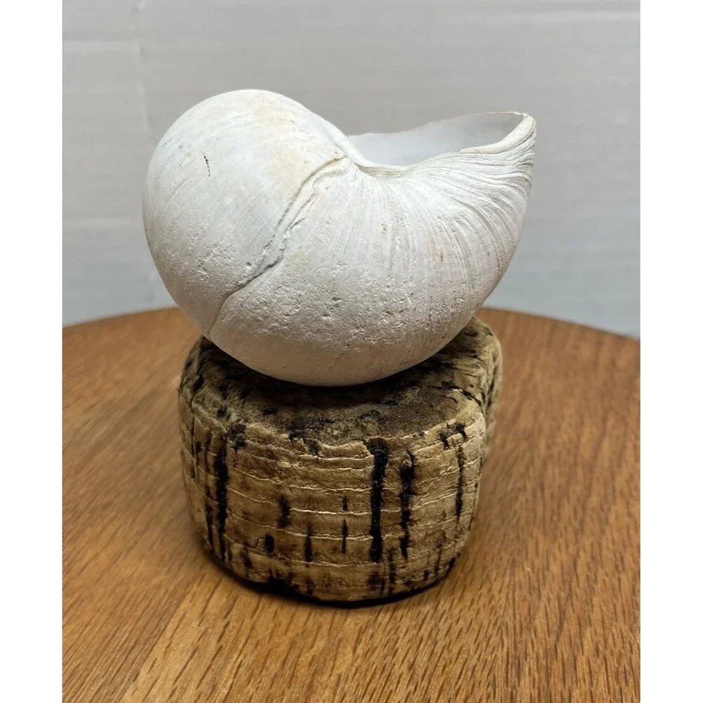 Vtg Natural Sea Moon Snail Rustic Resting Cork Base Nautical Home Decor Beach